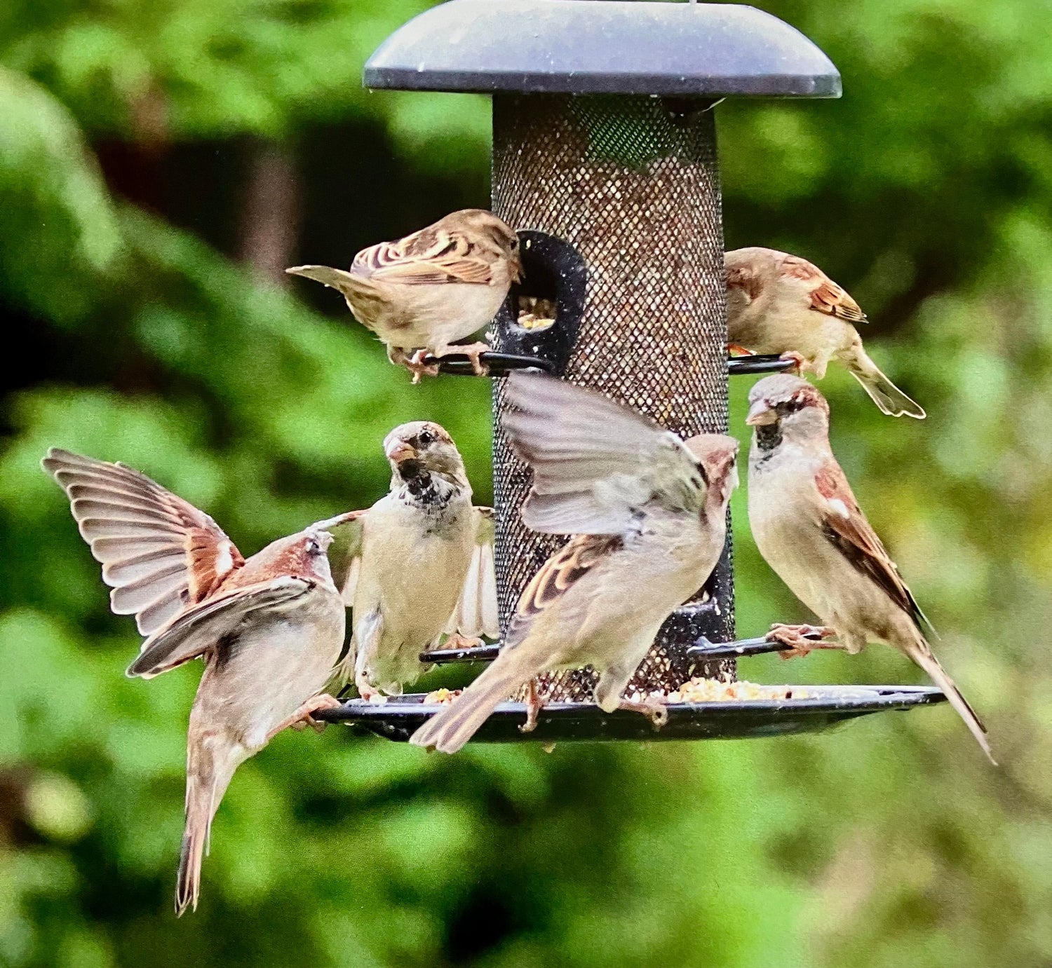 Fuglematere fra Henry Bell